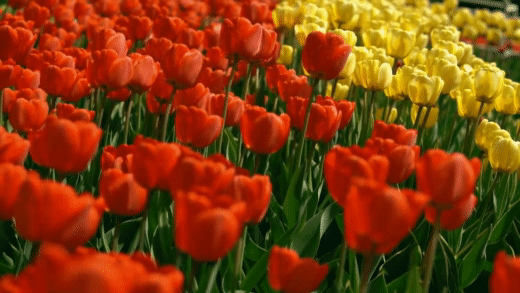 GIFs de flores - Hermosos ramos de flores, brotes en flor