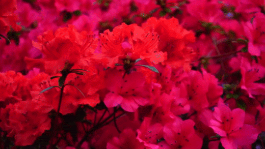 Le GIF di Fiori - Bellissimi mazzi, boccioli di fiori