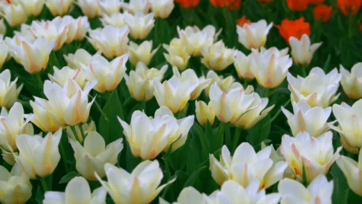 GIFer av blommor - Vackra buketter, blommande knoppar