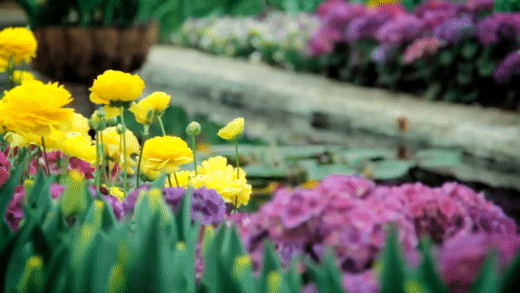 GIFs de flores - Lindos buquês, botões de florescência