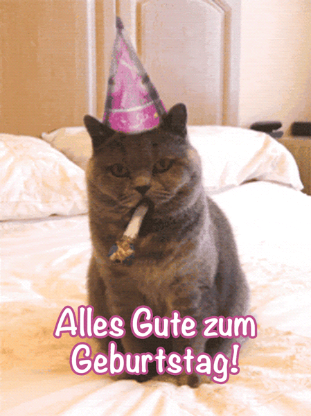 Alles Gute zum Geburtstag Katze GIFs