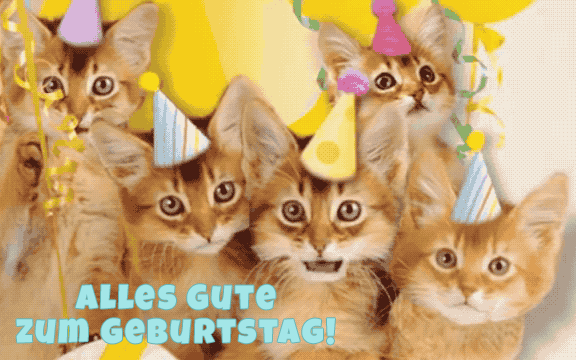 Alles Gute zum Geburtstag Katze GIFs