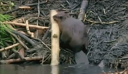 Beavers on GIFs