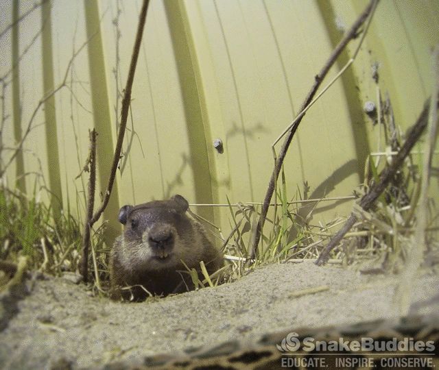 Beavers on GIFs