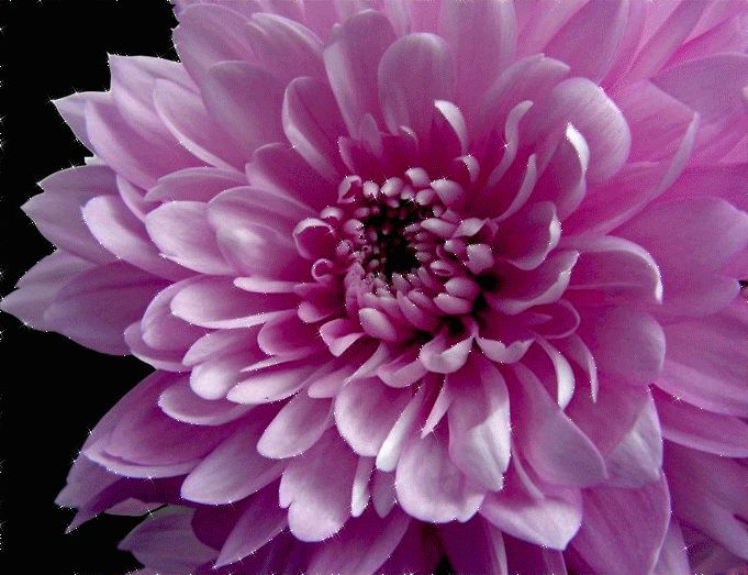 Le GIF di bellissimi crisantemi - 40 immagini animate