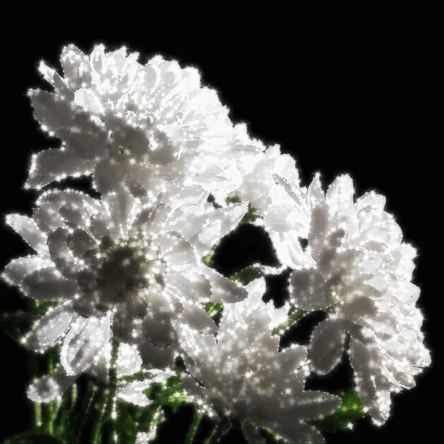 美しい菊のGIF - 40枚のアニメーション写真