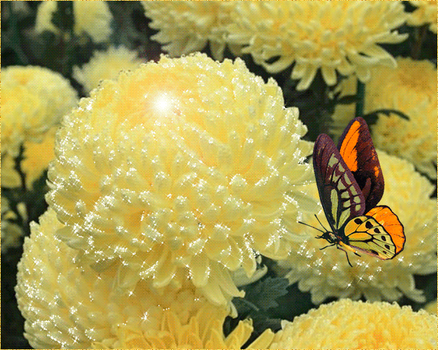 美しい菊のGIF - 40枚のアニメーション写真