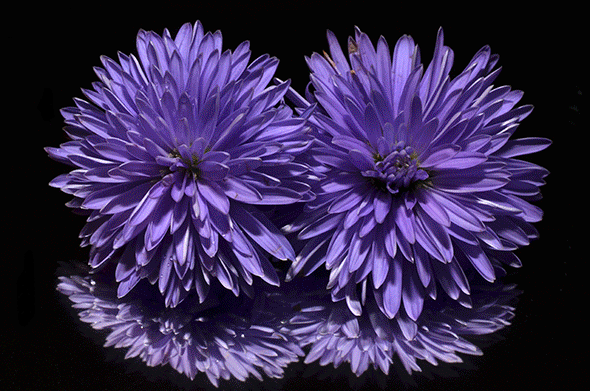 GIFs de beaux chrysanthèmes - 40 images animés
