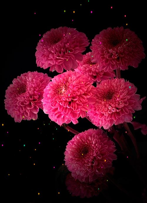 Le GIF di bellissimi crisantemi - 40 immagini animate