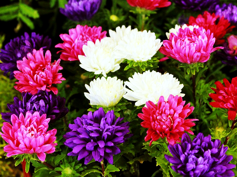 GIFs of Beautiful Chrysanthemums - 40 Animated Pictures