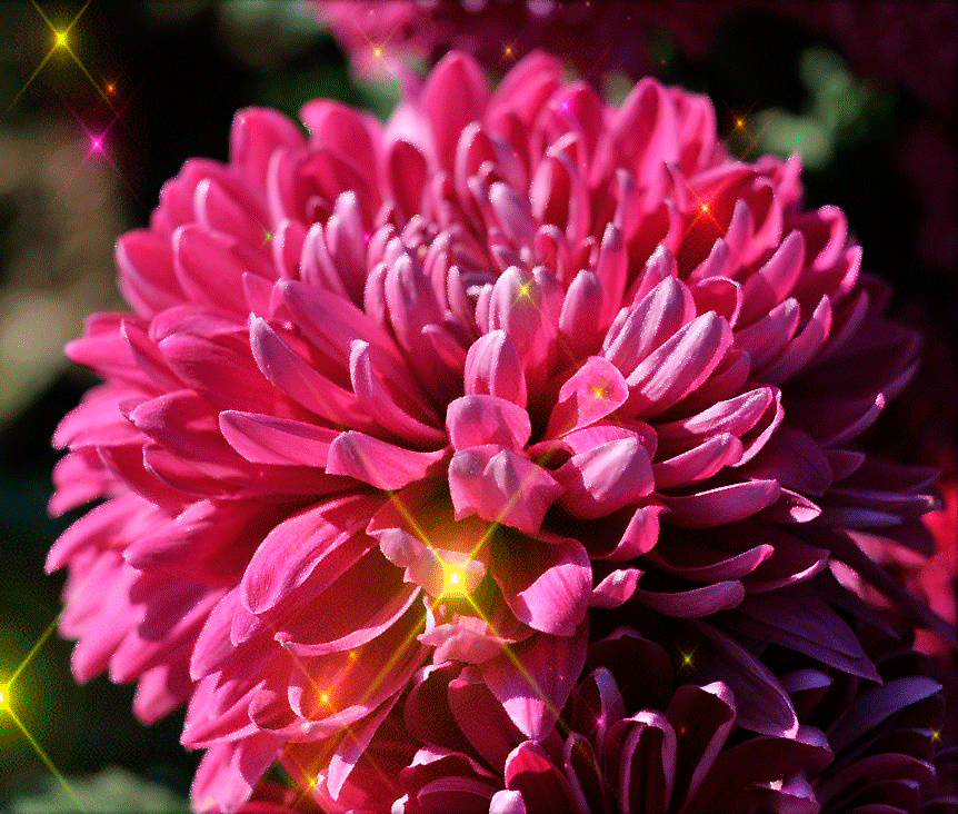 GIFs of Beautiful Chrysanthemums - 40 Animated Pictures