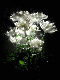 GIFs von schönen Chrysanthemen - 40 animierte GIFs