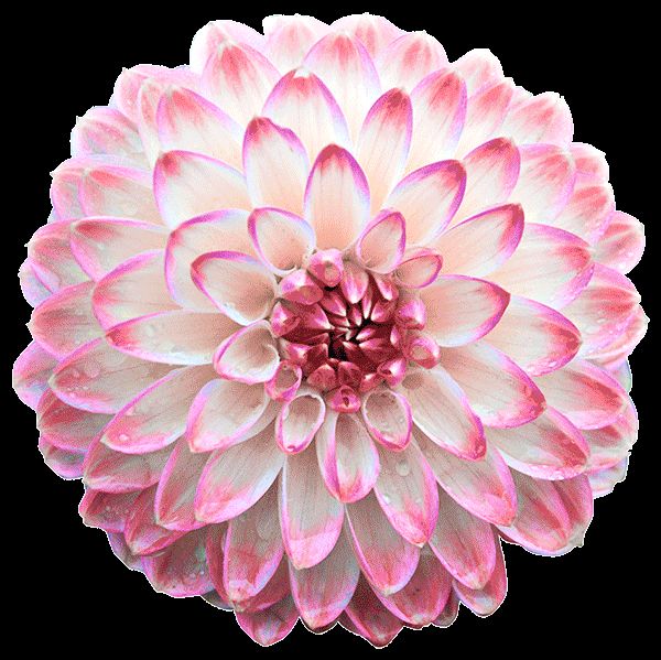 GIFs de beaux chrysanthèmes - 40 images animés