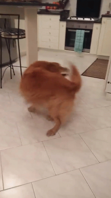 dog-chasing-tail-13