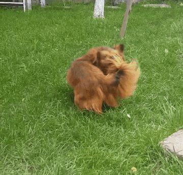 Le GIF di cani che inseguono la coda