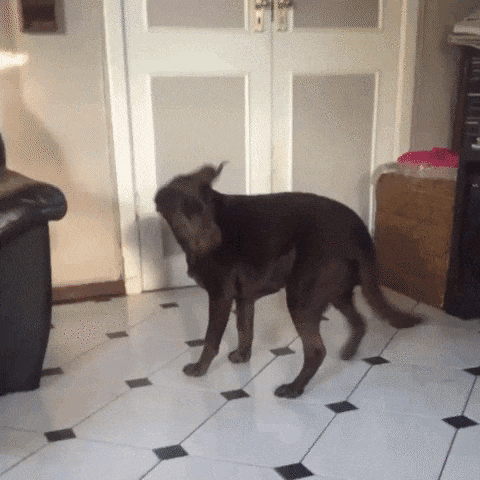 dog-chasing-tail-9