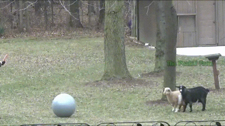 fainting-goat-22.gif.webp