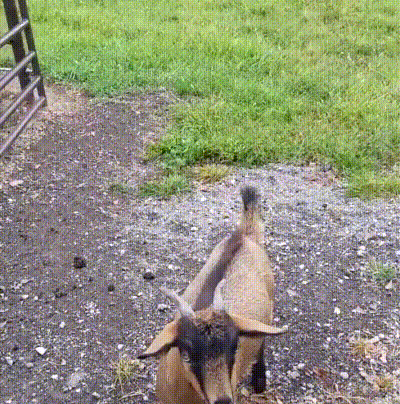 fainting-goat-23