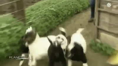 Mdlejące kozy na GIF-ach