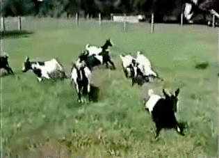 Mdlejące kozy na GIF-ach