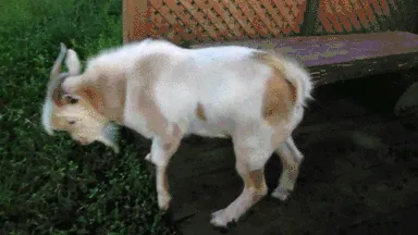 fainting-goat-8.gif.webp