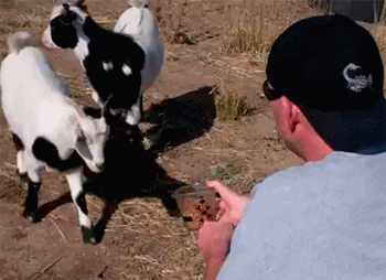 fainting-goat-9