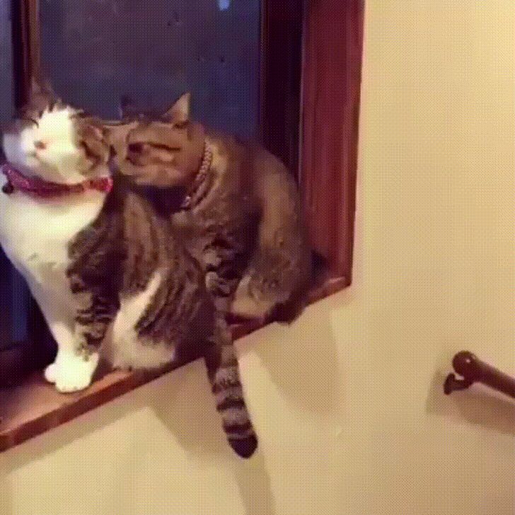 Le GIF Con I Gatti Divertenti Pi Di 100 Immagini Animate USAGIF Le GIF Con I Gatti Divertenti Pi Di 100 Immagini Animate USAGIF