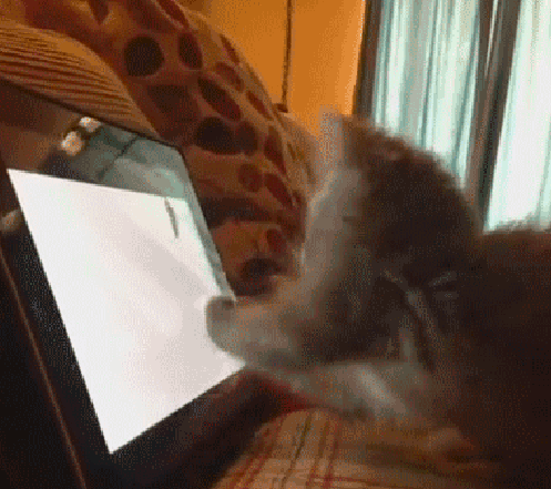 GIFs drôles de chats - 130 images animées gratuites | USAGIF.com