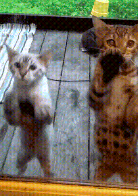 110 GIF 110 GIF
