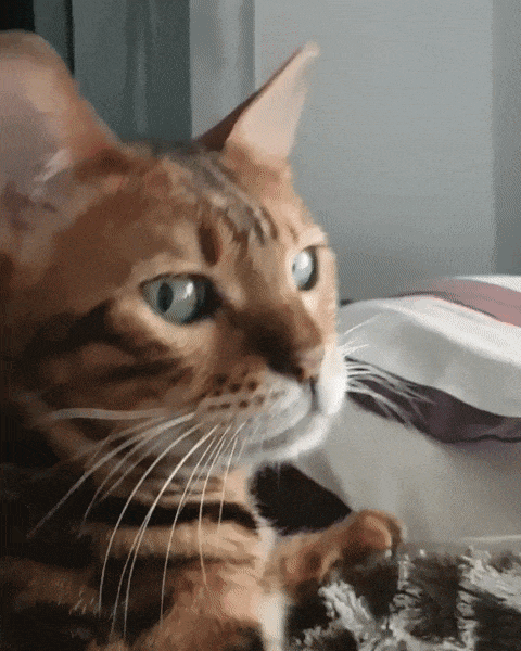 GIFs de gatos graciosos - 130 imágenes animadas gratis