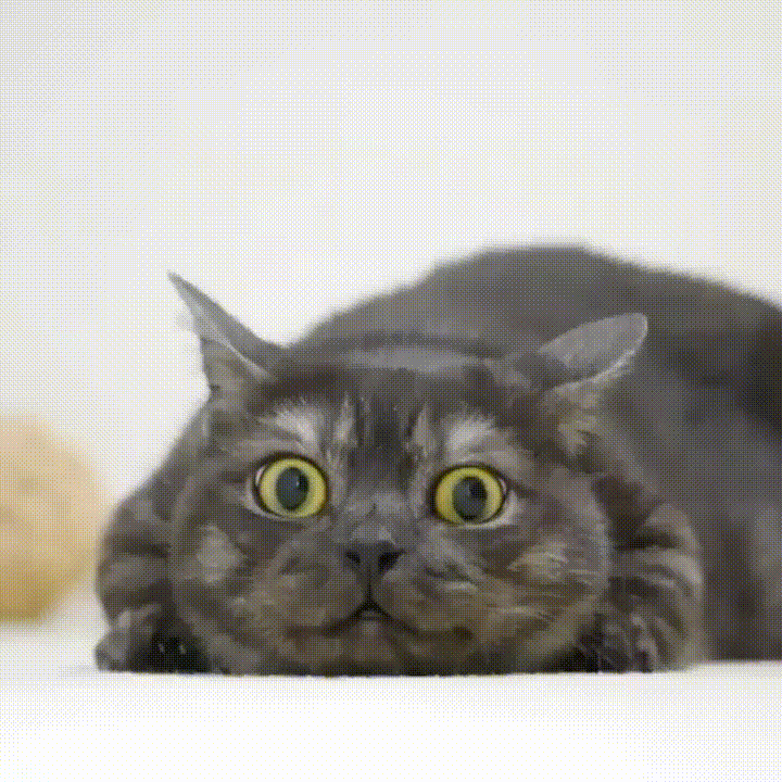 Roliga katter GIF - 130 animerade bilder gratis