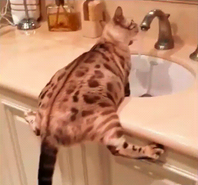Funny Cats GIFs | Really Large Collection of Animated Pics