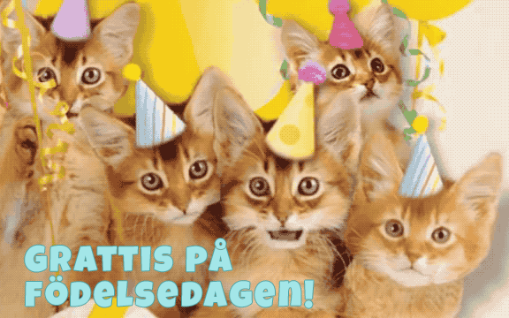 Grattis på födelsedagen Katt GIF