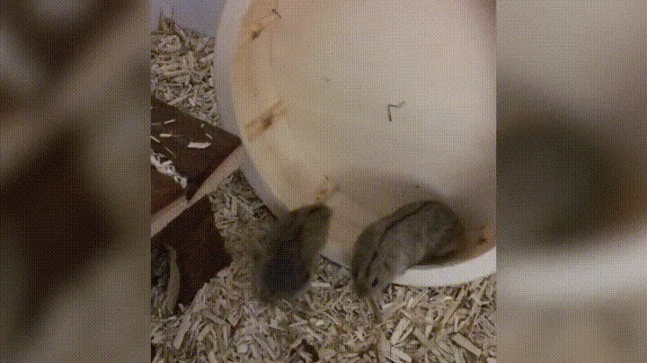 hamster-wheel-2.gif.webp