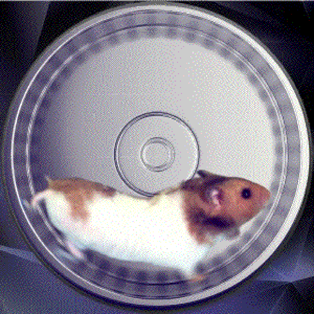 Hamsterhjul-GIF. 70 animerade gnagare springer i hjul