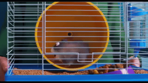 Hamsterrad GIFs - 70 animierte Nagetiere laufen in einem Rad