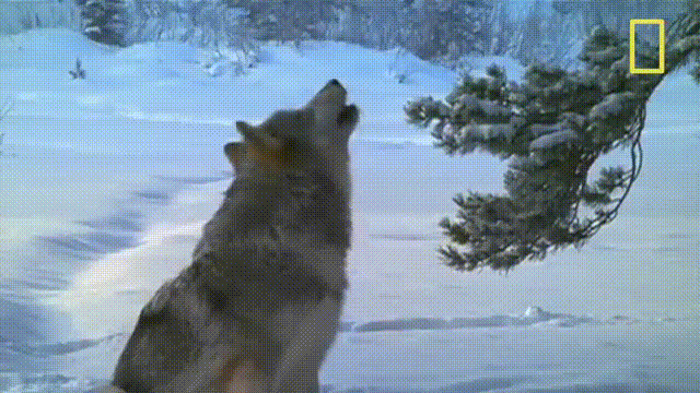 Loups Hurlants GIFs