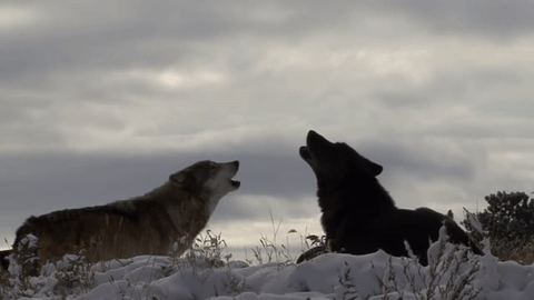 Howling Wolves GIFs