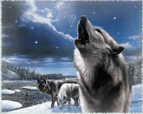 howling-wolf-19