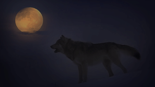 howling-wolf-40