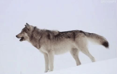 Vytí vlci GIF - 70 animovaných obrázků