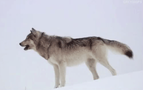 Le GIF dei lupi ululanti