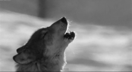 Howling Wolves GIFs