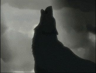 howling-wolf-9