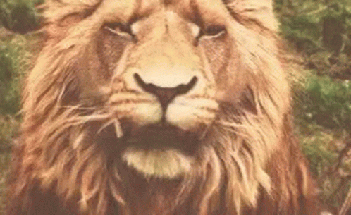 Roaring Lions GIFs - 44 Animated Images of Growling Lions