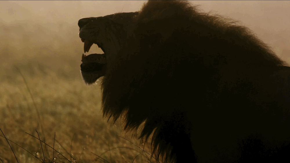 lion-roar-13