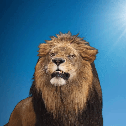 Le GIF dei leoni ringhianti - 44 immagini animate