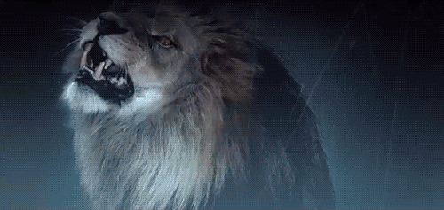 Гифки рычащих львов - 44 анимированных изображения