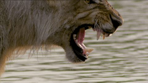 lion-roar-27
