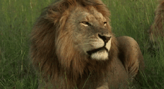 GIFs de Leões que rugem - 44 imagens animadas